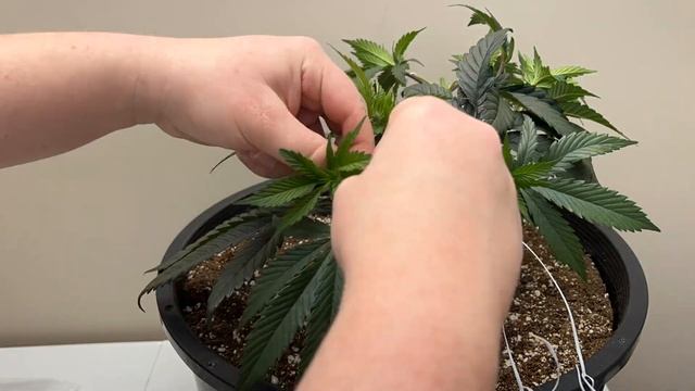 Mainlining 3rd step of training - Harvesting seeds смотреть онлайн