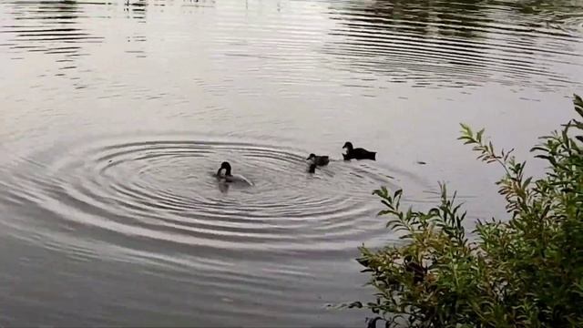 видео про маленьких утят плавают с мамой видео будет ускоренное на (1х5) смотреть онлайн