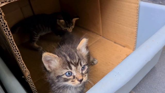 Angry Kitten Slaps & Smacks His Sibling When Mom Cat Is Not Around - Kittens Meowing смотреть онлайн
