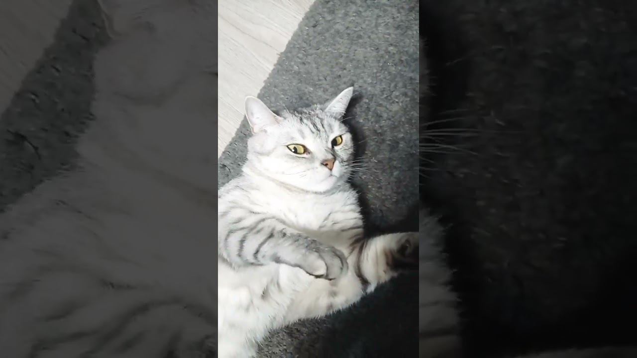 Милый котик #Shorts смотреть онлайн