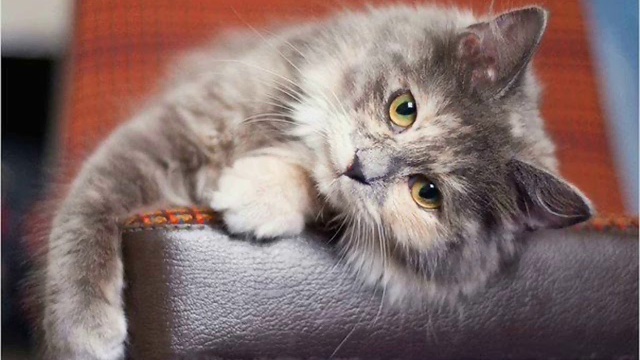 Самые симпатичные котики с благородным голосом - дай Суши смотреть онлайн