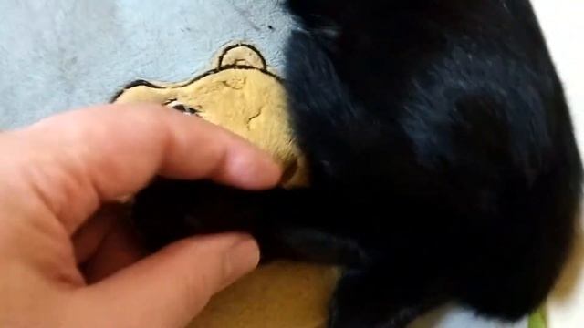 Массаж для котенка. Как массировать холку или загривок и лапки. смотреть онлайн