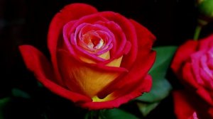 Как распускается роза  Большой Театр (Чайно гибридная) Timelapse Rose 4К. Bolshoi  (Meilland 1996)