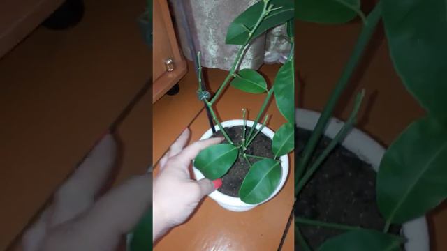 Лайм Таити смотреть онлайн