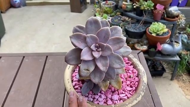 Succulent Talk- Graptopetalum Superbum смотреть онлайн