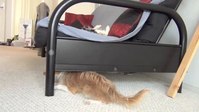 Dog Tricks tutorial- Crawl Under Free Shaping смотреть онлайн