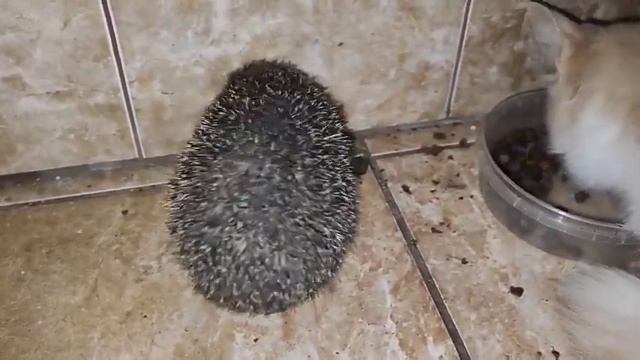 Хитрый ёжик по ночам приходит кушать корм у моих котов смотреть онлайн