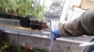 Столы разборные для теплицы