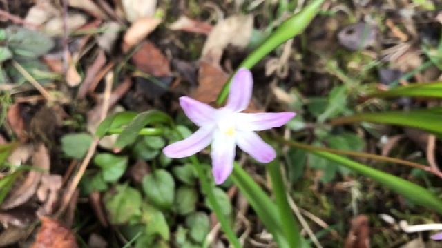 Gloire des neiges, 'Chionodoxa luciliae', Lucile's glory-of-the-snow La petite sous bois habite смотреть онлайн