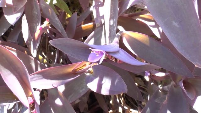Tradescantia pallida - grow& care a great ground cover (Wandering jew plant) смотреть онлайн