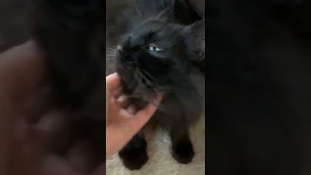 Michiko.ru | Кот Марс ищет дом. Отдаем бесплатно. Кошки в дар в добрые руки. смотреть онлайн