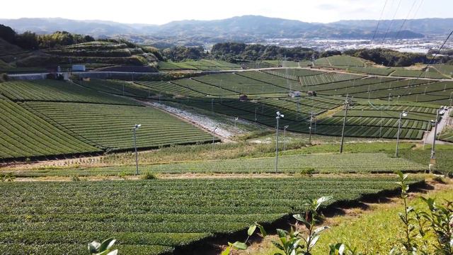 【4K Stroll】Yame Tea Plantation - Fukuoka - Japan / Beautiful Green Fields of Japanese Tea смотреть онлайн