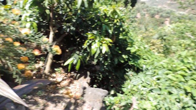 Крит. Ханья. Ботанический парк 2 из 13 смотреть онлайн