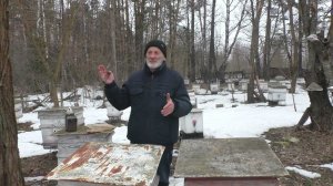 КОГДА пересаживать  ПЛОХО ПЕРЕЗИМОВАШИЕ СЕМЬИ в чистые улья