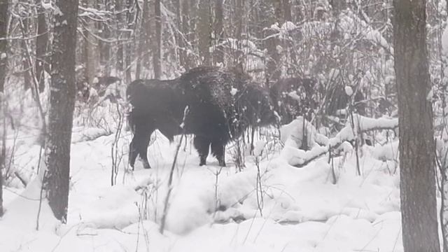 ПОЛЕССКИЙ ЗУБР