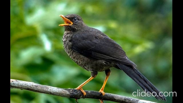 Черный дрозд смотреть онлайн