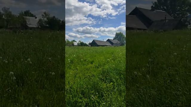 И снова пакость на даче. Теперь пострадали лиственницы и можжевельники. смотреть онлайн