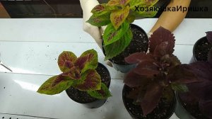 Мучнистая роса. Как бороться? Белый налет на цветке. Колеусы