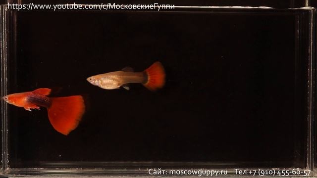 TUXEDO RED GUPPY ГУППИ БЕРЛИНЦЫ смотреть онлайн