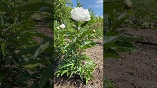 Пион Эльза Сасс| Elsa Sass| Пионы на октябрь 2021| Белый пион| Бело-кремовые пионы| Розовидные пион