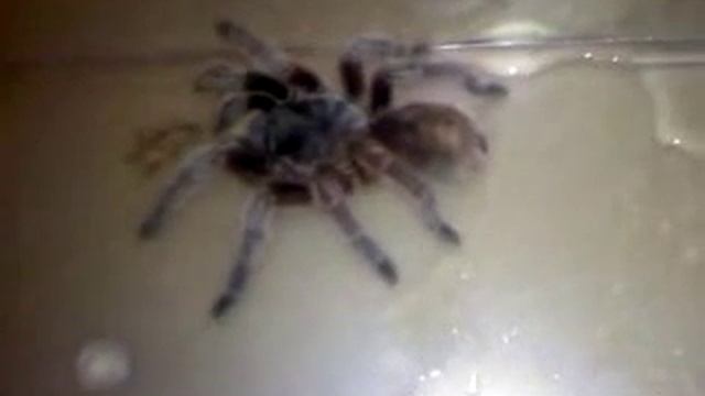 spiiider смотреть онлайн
