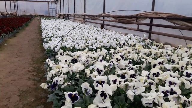 ХОТИТЕ ШИКАРНЫЕ ЦВЕТЫ? Откажитесь от Нитроаммофоски, Калиевой селитры, Сульфата железа,.....это зл смотреть онлайн