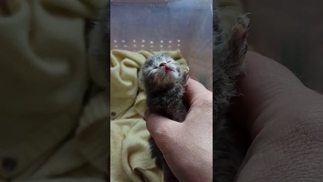 Серый котёнок чувствует себя хорошо. смотреть онлайн