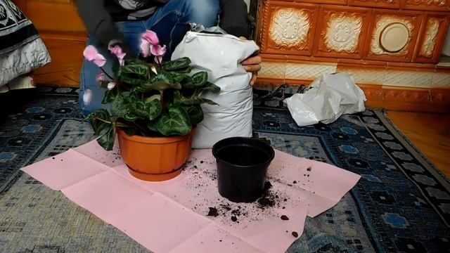 Как правильно пересадить цикламен в домашних условиях.Цикламент. смотреть онлайн