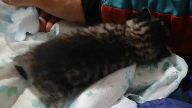 31.10.23Серия 2,второй сезон.Дежавю!Котёнок