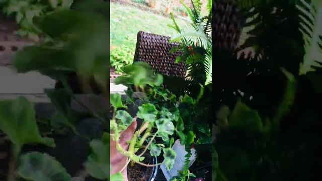 GERANIUMS, LANTANA, PETUNIA HAUL "A Mo'rning Stroll in my gardens" смотреть онлайн