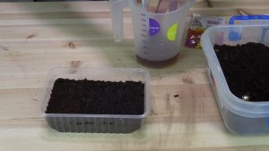 Как посеять ГЕОРГИНЫ САМЫЙ ЛУЧШИЙ СПОСОБ