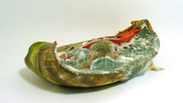 Watermelon Decomposition Reverse Timelapse - Melone Im Zeitraffer