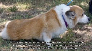 У собаки отказали задние лапы