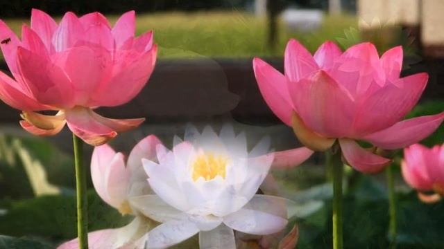 Лотос (Медитация) смотреть онлайн