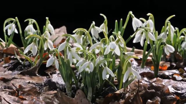 А ТЫ ВЕСЬ ПОСЕДЕЛ. АННА ВОРОБЕЙ И ВЛАДИМИР ЗАХАРОВ смотреть онлайн