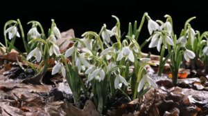 А ТЫ ВЕСЬ ПОСЕДЕЛ.  АННА ВОРОБЕЙ И ВЛАДИМИР ЗАХАРОВ