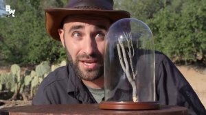 УЖАЛИЛА ТРОПИЧЕСКАЯ ОСА (Укус тарантулового ястреба) Койот Питерсон на русском