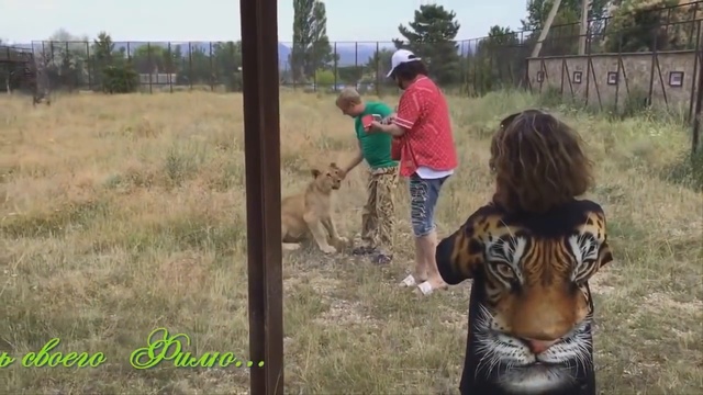 История льва Фили от Елены Куловой ! смотреть онлайн