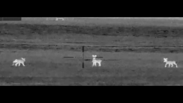 Тепловизор. Тест тепловизора Dedal Venator. Сегодня тестируем на косулях.