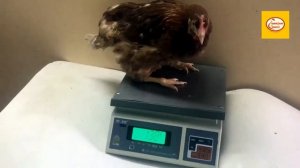 Подрощенные куры несушки, возраст от 90 дней.mp4