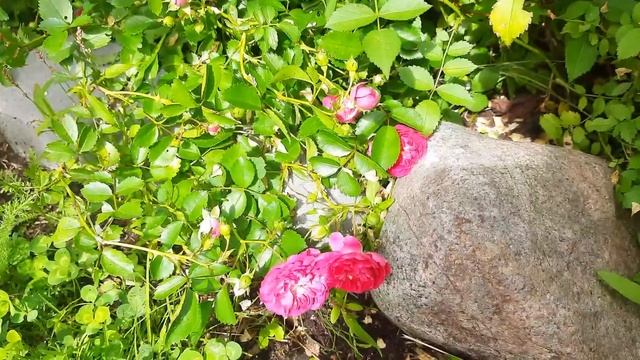 Наш сад?Муж скосил гортензию и подарил новый инструмент!?Полистар?Хакуро Нишики?Розы?14.06.2022 смотреть онлайн