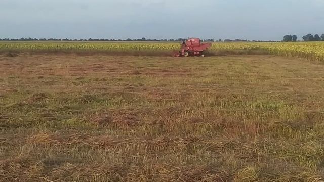 Молотым гречку 13.09.2020