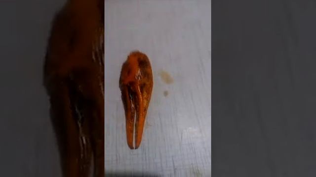 Ребята я ем раков ем раков Какая гадость гадость что-то пошло не так так смотреть онлайн