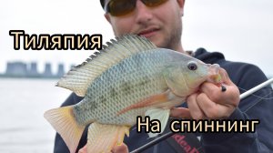 Тиляпия на спиннинг. «Африканские караси» на микроджиг.