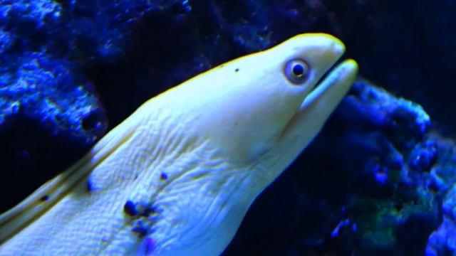 Gymnothorax miliaris - Kaup, 1856 - Murène banane dorée - Aquarium Tropical Porte Dorée - 14/10/201 смотреть онлайн