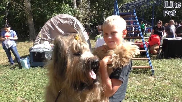 Бриар на ilikepet. Особенности породы, уход смотреть онлайн