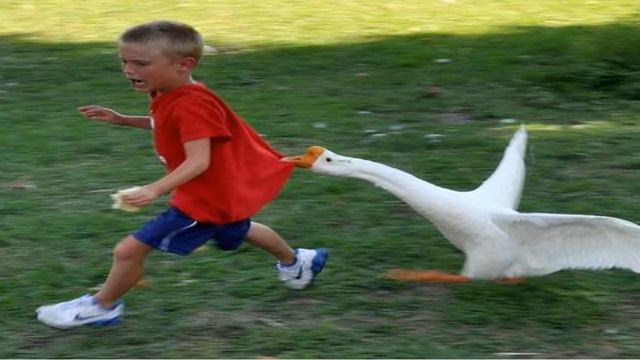 Гусь смотреть онлайн