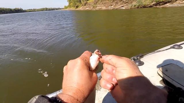 Ловим Язя на Кольцо, на Личинку "Черной Львинки" Тест Личинки Днём - Первая часть! смотреть онлайн