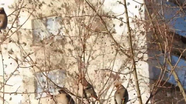 Свиристели, фестиваль "Нашествие" смотреть онлайн