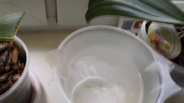 От ЧЕГО наросли корешки у орхидейки?Расцвела орхидея Камбрия(Cambria)